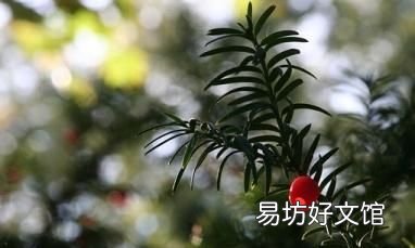 红豆杉的功效与作用,红豆杉有什么功效与作用