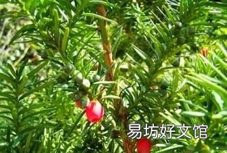 红豆杉的功效与作用,红豆杉有什么功效与作用