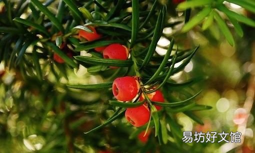 红豆杉的功效与作用,红豆杉有什么功效与作用