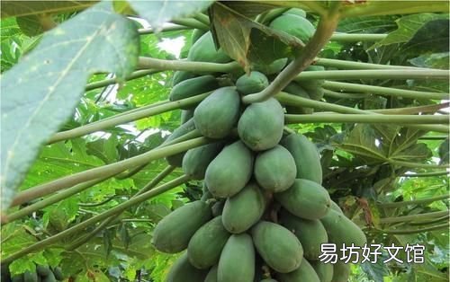 木瓜发病吗?木瓜话花叶病的发生规律和原因