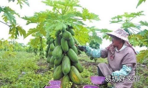 木瓜发病吗?木瓜话花叶病的发生规律和原因