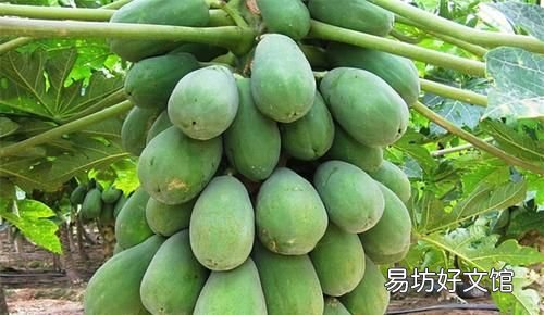 木瓜发病吗?木瓜话花叶病的发生规律和原因