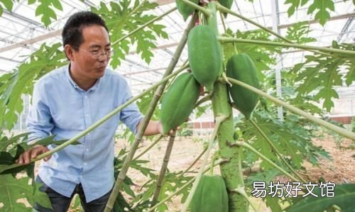 木瓜发病吗?木瓜话花叶病的发生规律和原因