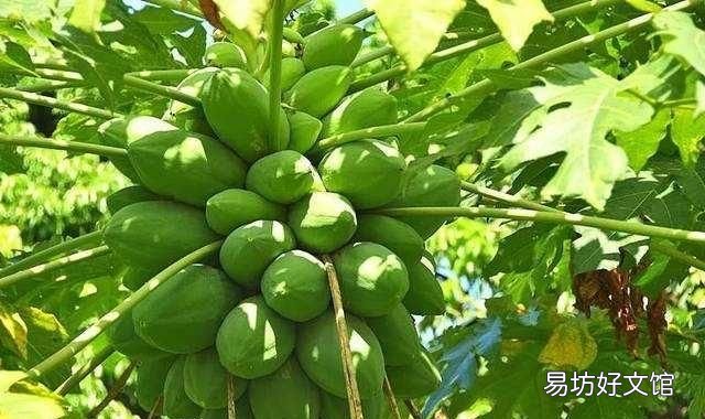 木瓜发病吗?木瓜话花叶病的发生规律和原因