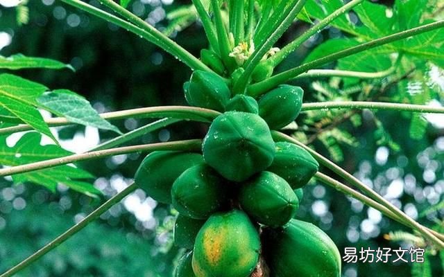 木瓜发病吗?木瓜话花叶病的发生规律和原因