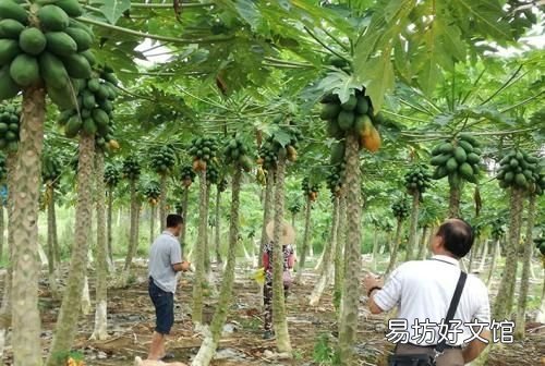 木瓜发病吗?木瓜话花叶病的发生规律和原因