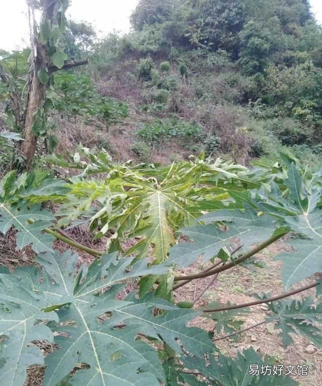 木瓜发病吗?木瓜话花叶病的发生规律和原因