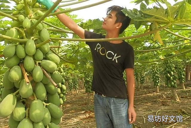 木瓜发病吗?木瓜话花叶病的发生规律和原因