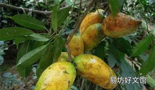 木瓜发病吗?木瓜话花叶病的发生规律和原因