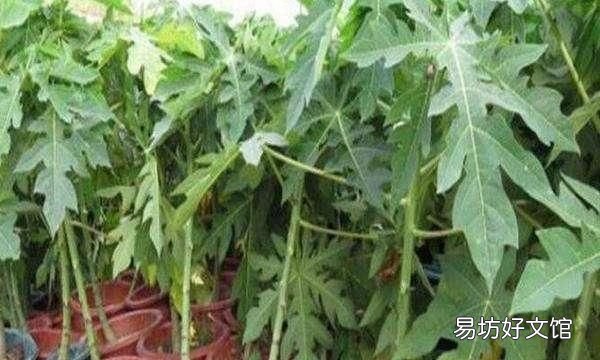 木瓜发病吗?木瓜话花叶病的发生规律和原因