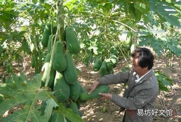 木瓜发病吗?木瓜话花叶病的发生规律和原因