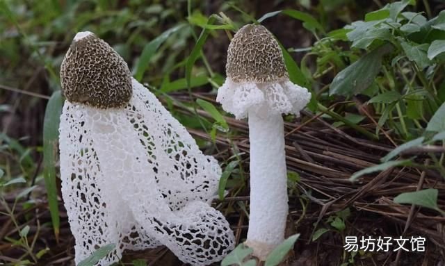 竹荪图:竹荪怎么做好吃?