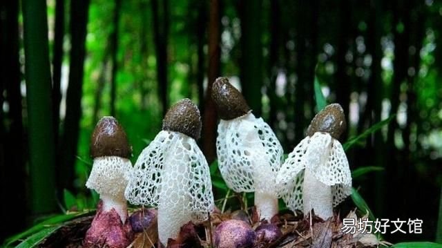 竹荪图:竹荪怎么做好吃?