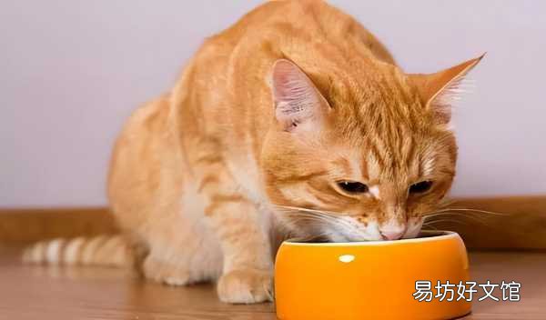 10大质量口碑较好的猫粮 什么牌子的猫粮好而不贵