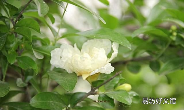 秋天是石榴成熟的季节,石榴有什么功效和作用石榴吃多了好吗