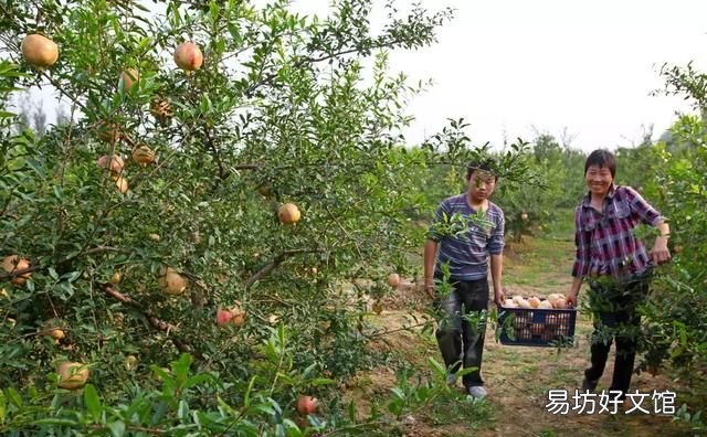 秋天是石榴成熟的季节,石榴有什么功效和作用石榴吃多了好吗