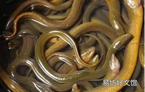 鳝鱼怎么做,鳝鱼汤怎么做好吃好喝