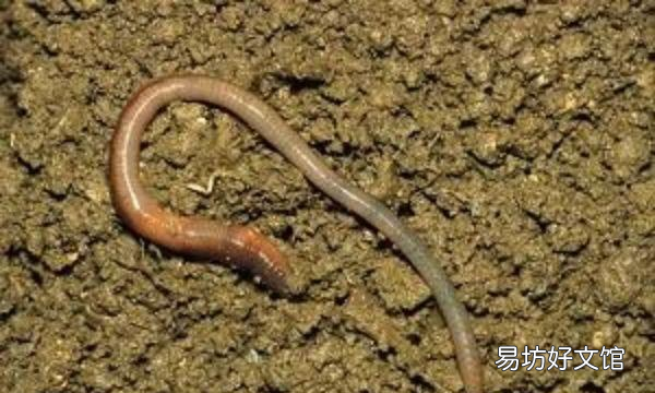 营养土能养蚯蚓,营养土可以和蚯蚓泥一起种菜吗