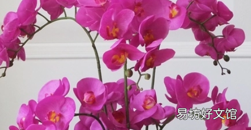 蝴蝶兰夏天怎么浇水,蝴蝶兰怎么浇水多长时间浇一次