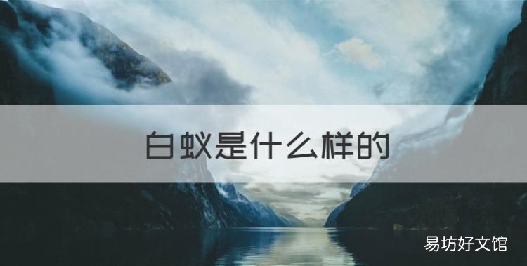 白蚁是什么样的