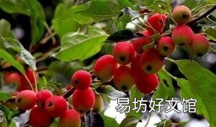 海棠树上结的果实有什么作用?能吃吗