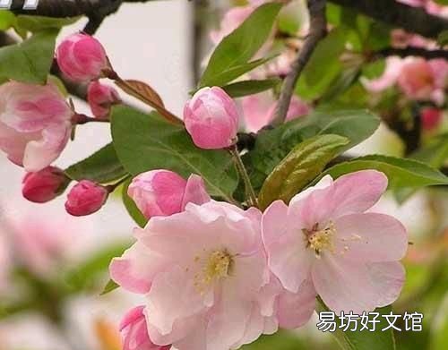 海棠树上结的果实有什么作用?能吃吗