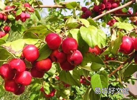 海棠树上结的果实有什么作用?能吃吗