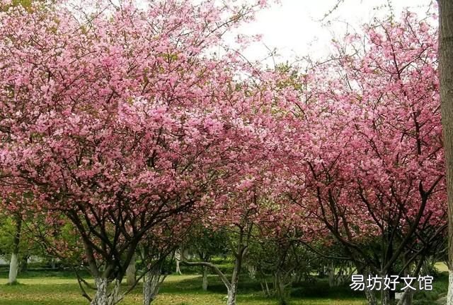 海棠树上结的果实有什么作用?能吃吗