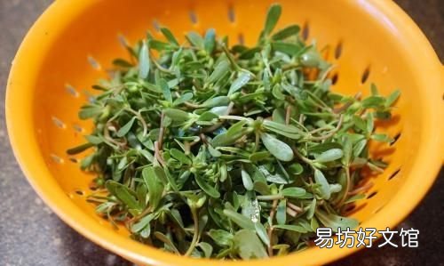 苋菜的营养价值,马齿苋有什么营养价值和功效