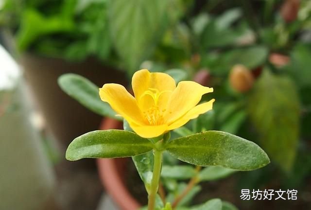 苋菜的营养价值,马齿苋有什么营养价值和功效