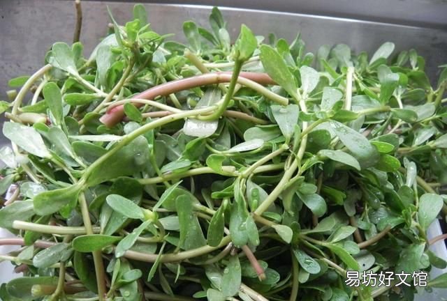 苋菜的营养价值,马齿苋有什么营养价值和功效