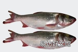 鲢鱼怎么做好吃,鲢鱼怎么做最好吃