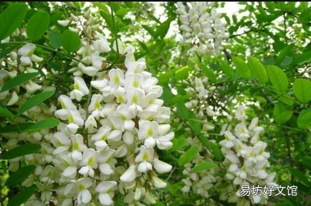 洋槐蜂蜜:洋槐蜂蜜有什么特点?