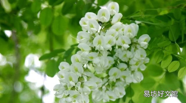 洋槐蜂蜜:洋槐蜂蜜有什么特点?