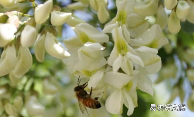 洋槐蜂蜜:洋槐蜂蜜有什么特点?