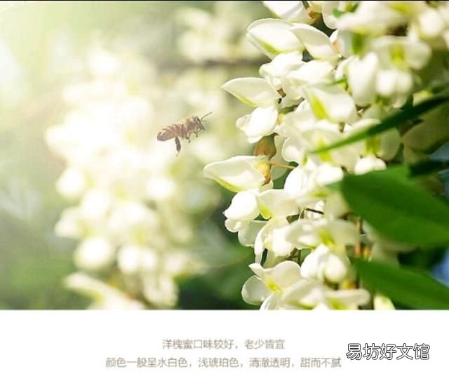 洋槐蜂蜜:洋槐蜂蜜有什么特点?