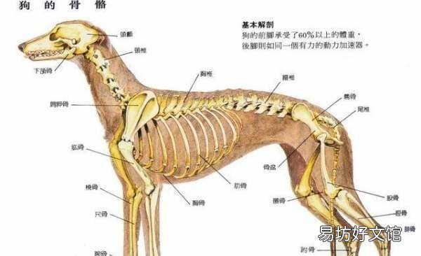狗狗打架的时候为什么用嘴不用手