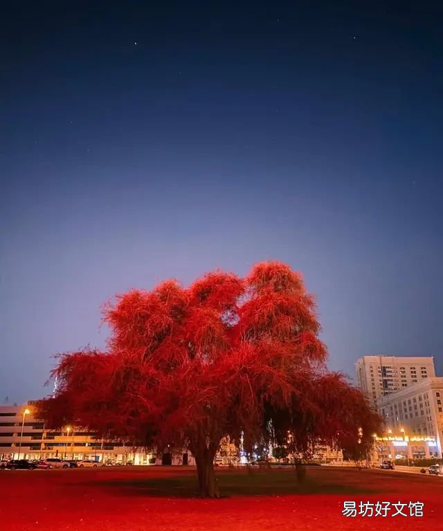 如何正确的使用iphone夜间模式拍照