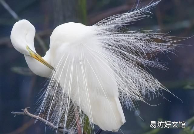 五寸照片大小 佳能eosr5和r6怎么选