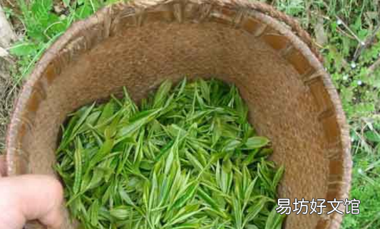碧罗春是什么,碧螺春龙井黄山毛峰哪种最好饮
