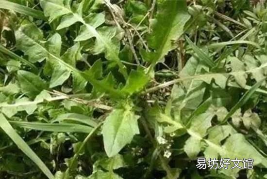荠菜的营养价值有哪些? 荠菜的营养价值