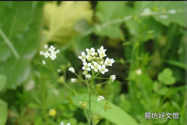 荠菜的营养价值有哪些? 荠菜的营养价值