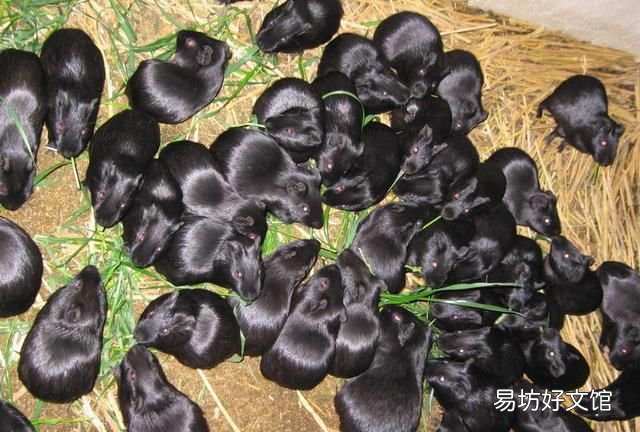 黑豚鼠有什么营养价值