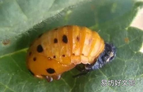 瓢虫吃植物叶子吗