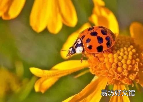 瓢虫吃植物叶子吗