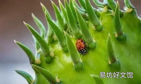 瓢虫吃植物叶子吗
