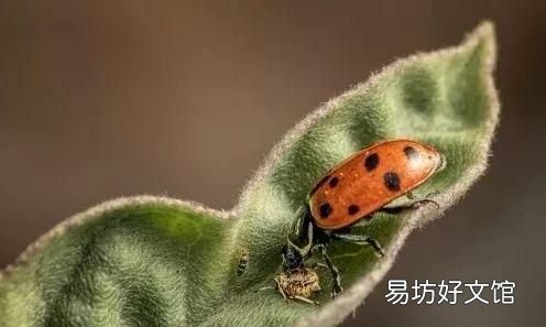 瓢虫吃植物叶子吗