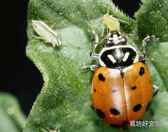 瓢虫吃植物叶子吗