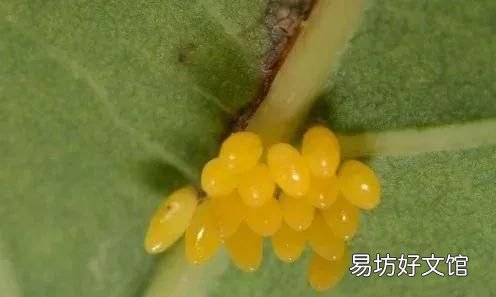 瓢虫吃植物叶子吗