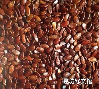 西瓜子泡多久催芽,西瓜子怎样催芽?浸泡几小时可以吃